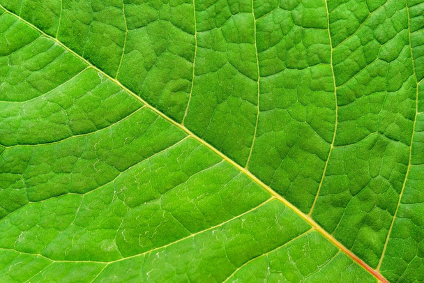 υφή επιφανείας φύλλα φυτών του πράσινου χρώματος - Φωτογραφία, εικόνα