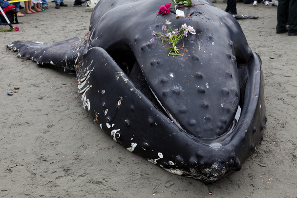 Juvenil baleia jubarte lava em terra e morreu
 - Foto, Imagem