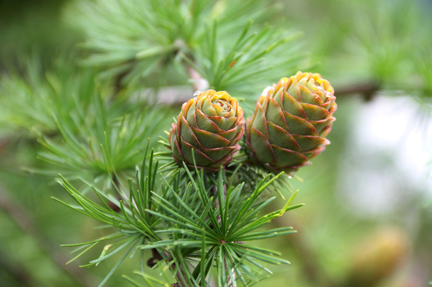 Branch with cones. Larix leptolepis - Photo, Image