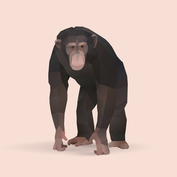 χιμπατζής, χαμηλή πολυ ζώο - Διάνυσμα, εικόνα