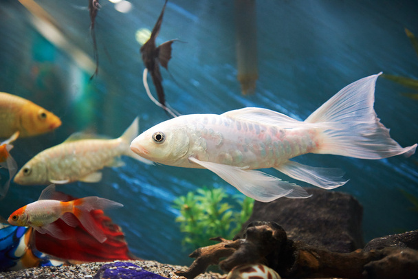 рыба в цветном аквариуме
 - Фото, изображение
