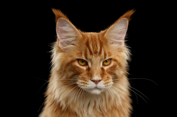 Close-up Angry Red Maine Coon Cat Looks Camera, Isolated Black - 写真・画像