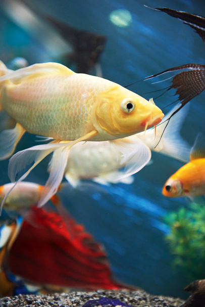 kleurrijke vissen in aquarium - Foto, afbeelding
