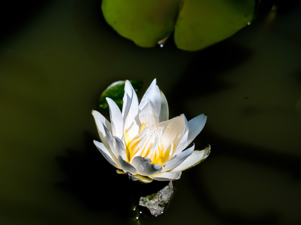 white waterlily or lotus flower blooming on pond - Photo, Image