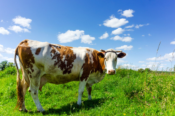 ένας περίεργος αγελάδα γαλακτοπαραγωγής στέκεται στους βοσκότοπους της - Φωτογραφία, εικόνα