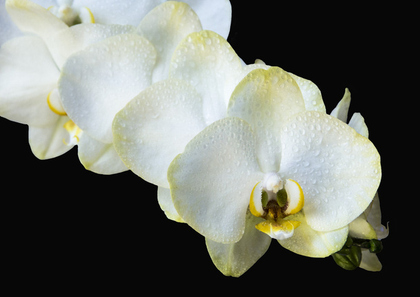 Orchidee mit unterschiedlichem Hintergrund - Foto, Bild