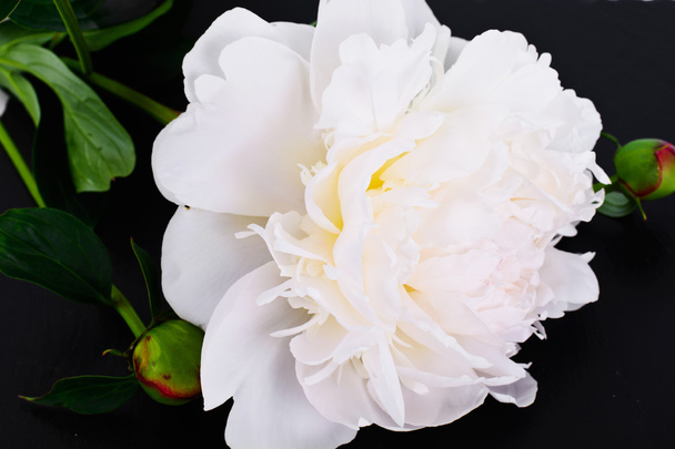 Beyaz Şakayık çiçeği beyaz izole - Fotoğraf, Görsel
