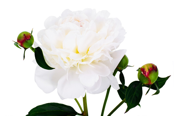 Fiore di peonia bianca isolato su bianco
 - Foto, immagini
