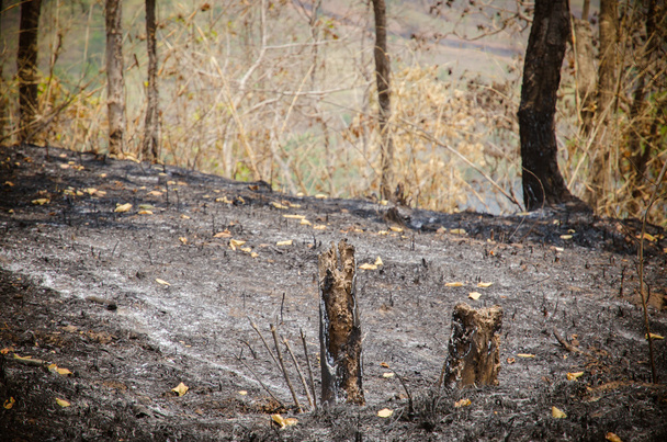 лісу після пожежі
 - Фото, зображення