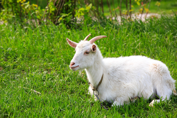 goat lying on green grass - Photo, Image