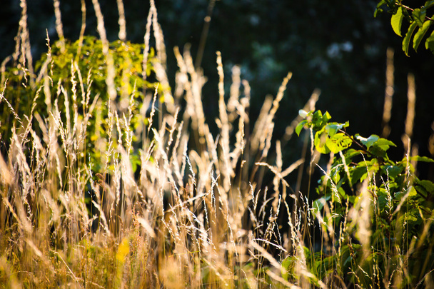 sunset and grass - Fotografie, Obrázek