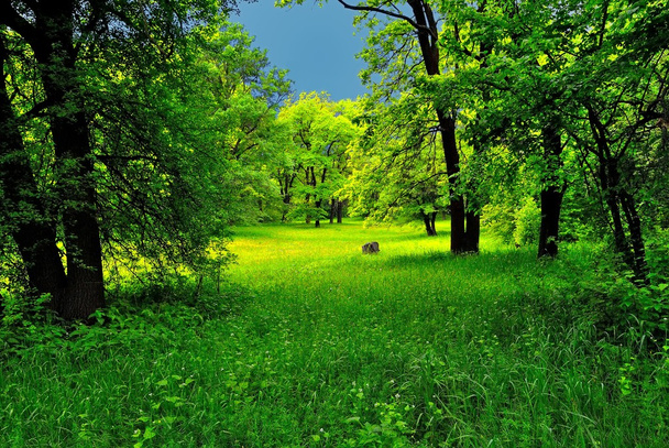 Bosque verde antes de la tormenta
 - Foto, imagen