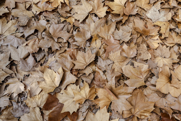 Herbst Blätter Hintergrund Textur. Typ Ahornblatt - Foto, Bild