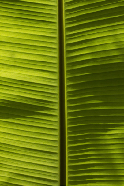 Banana leaves background - Photo, Image