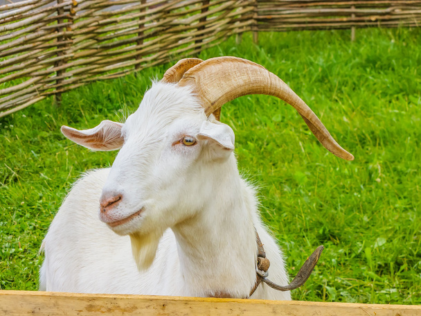 Yeşil yaz bir genç hayvan keçi ayakta portresi çayıra - Fotoğraf, Görsel