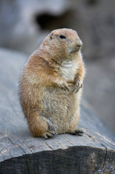 Marmot standing up on a stem - Фото, изображение