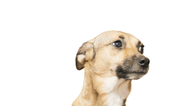 Beyaz bir arka plan üzerinde komik köpek namlu - Video, Çekim