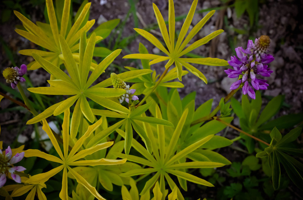 Дикі квіти і бутони Люпина на стеблі перед повним цвітінням, крупним планом, селективний фокус
 - Фото, зображення