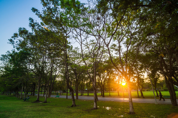 Захід сонця з жовтим променем в зеленому центральному ландшафті громадського парку
 - Фото, зображення