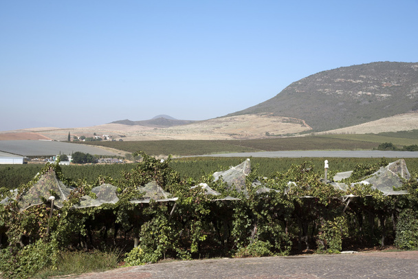 Wijngaarden rond Riebeek Kasteel Swartland zuidelijk Afrika  - Foto, afbeelding