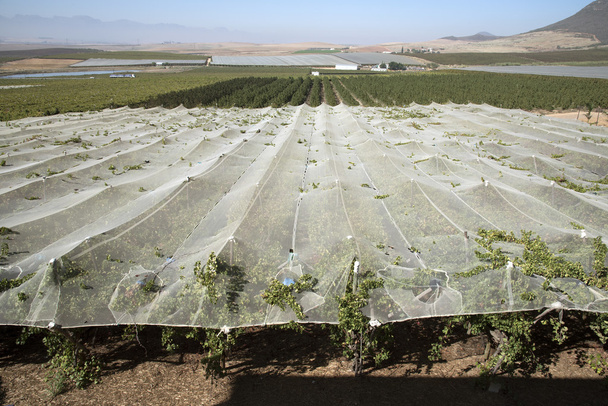 Riebeek カスティール Swartland 南アフリカ周辺のブドウ畑  - 写真・画像