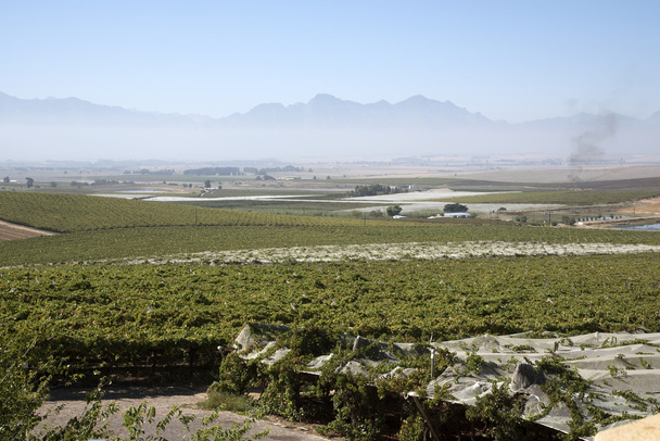 Vinice kolem Riebeek Kasteel regionu Swartland Jižní Afriky  - Fotografie, Obrázek