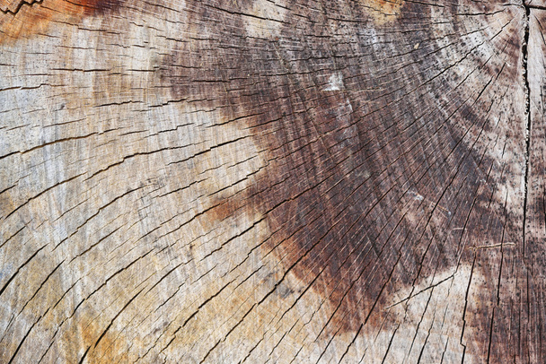 Textura de fondo abstracta de madera recién cortada con motosierra
 - Foto, imagen