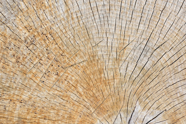 Abstract Background Texture Of Freshly Chainsaw Cut Wood - Photo, Image