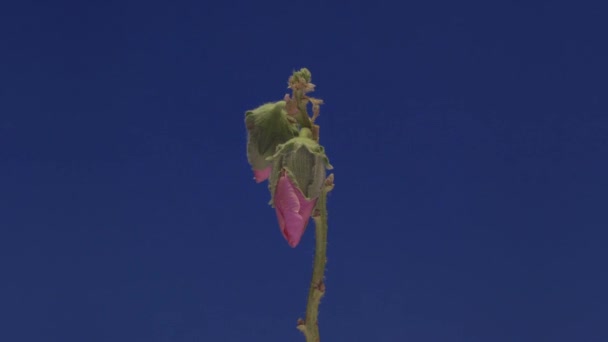 Zeitraffer in rosa Blüten - Filmmaterial, Video