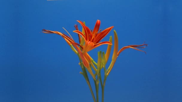 otevření oranžová květina - Záběry, video