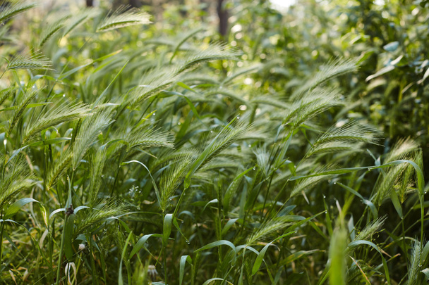 mildew on green grass - Foto, Imagem