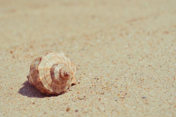 Круглая ракушка на райском песчаном пляже
 - Фото, изображение