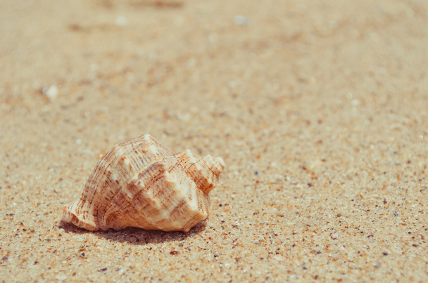 Große Muschel am paradiesischen Strand - Foto, Bild