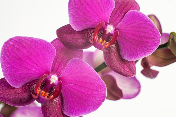 Ярко-фиолетовый, розовая орхидея на белом фоне. Макроцветок
 - Фото, изображение