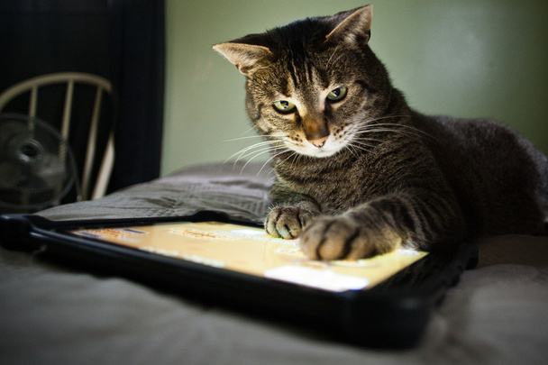 Macska- és tablet - Fotó, kép