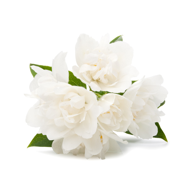 Flores blancas sobre fondo blanco
 - Foto, imagen