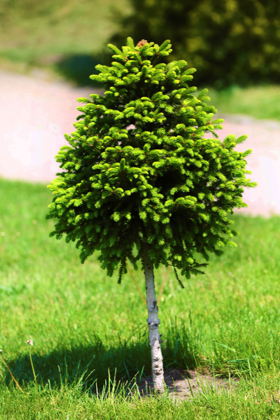 Evergreen fir tree   - Zdjęcie, obraz