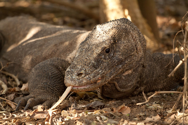 Komodo Dragon, el lagarto más grande del mundo - Foto, imagen