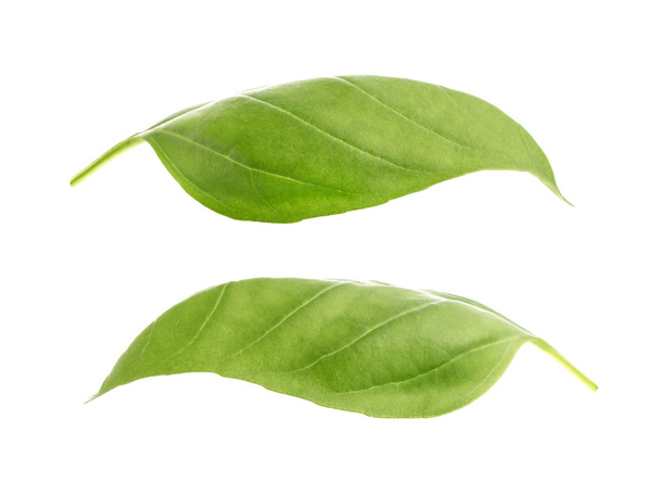 foglie di basilico isolate su fondo bianco. - Foto, immagini