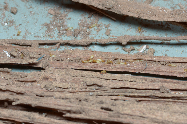paredes de madera están siendo comidos por las termitas
. - Foto, imagen