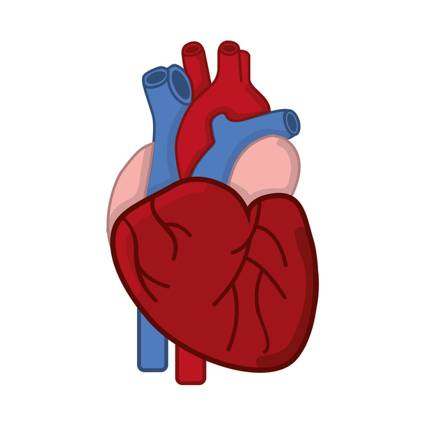 Здоровий символ серця ізольований дизайн піктограми
 - Вектор, зображення