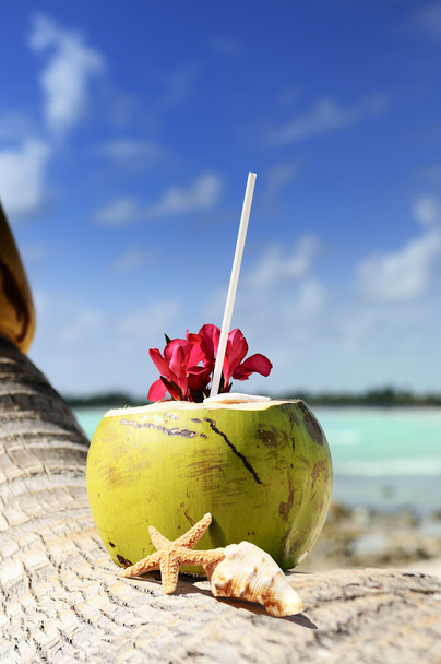 Kokosnüsse am Strand - Foto, Bild