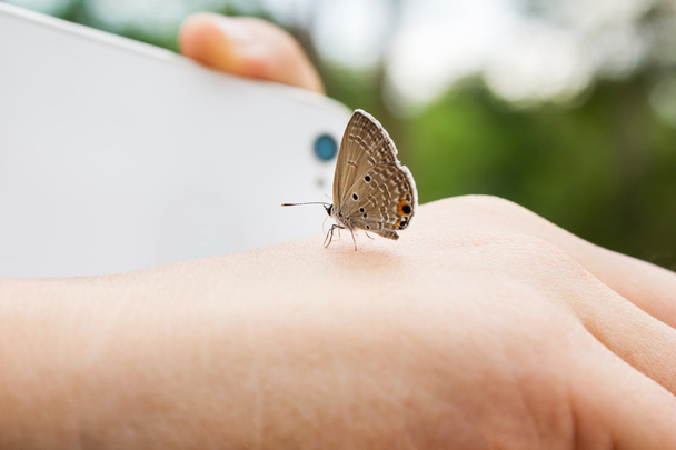 Прекрасная бабочка вдруг ловит руку с размытым смартфоном и
 - Фото, изображение