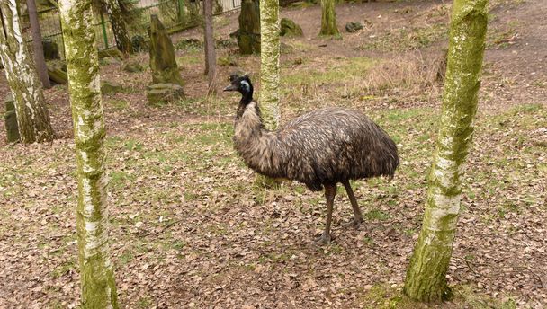 Emu pájaro en parque ZOO
 - Foto, imagen