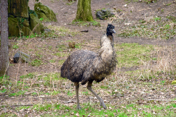 Emu ptak w Zoo park - Zdjęcie, obraz