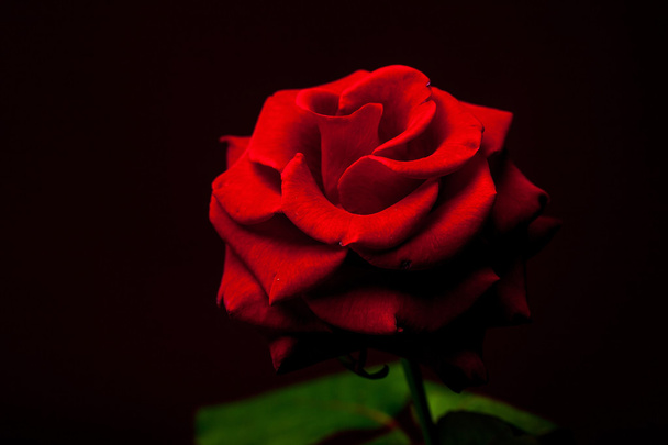 Red rose closeup - Fotó, kép