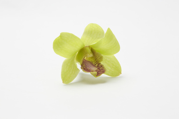 Zöld fehér viaszos orchidea virágok - Fotó, kép