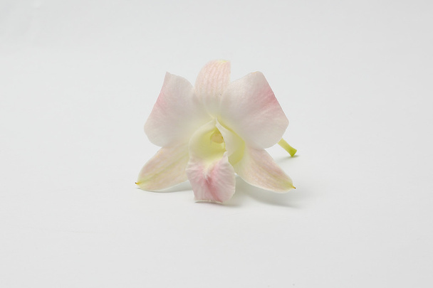 Фіолетовий світло Фіолетове білий Orchid квіти - Фото, зображення