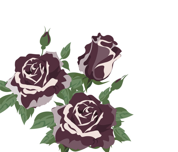 Vintage Акварельные розы Вектор изолирован на белом
 - Вектор,изображение