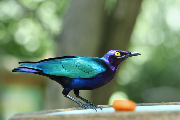 Estornino esmeralda - Purple Glossy Starling - Merle Métalliqu - Zdjęcie, obraz